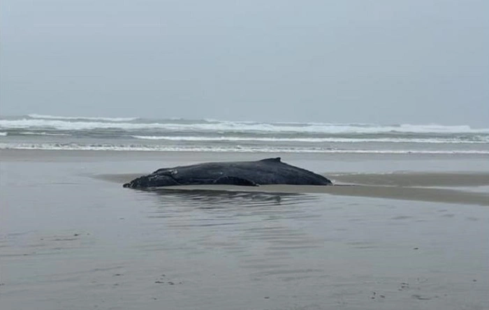 Why People Check Yachats News Daily 1