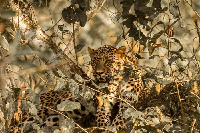 Wildlife and Nature Tales 1